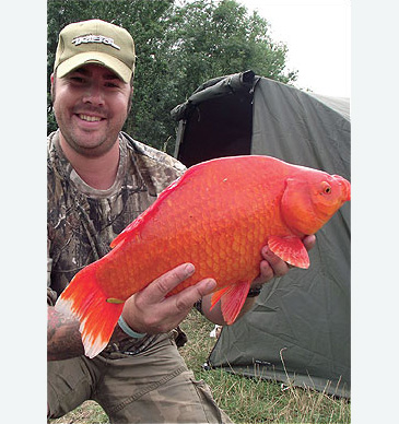 Record photograph for Carassius auratus
